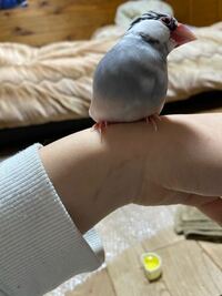 今日から文鳥がお腹をつけて指に乗るようになりました 今までは1回もありませ Yahoo 知恵袋