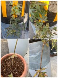 もみじの植え替えについて 昨日 緑化センターでもみじの鉢植えを買いました 家で Yahoo 知恵袋