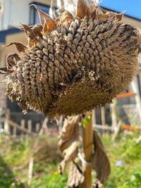 ひまわりなんですけど これもう種収穫していいですか Yahoo 知恵袋