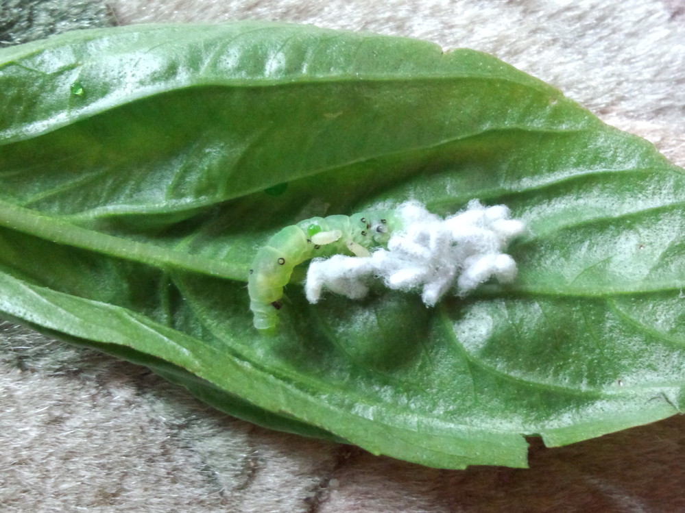 バジルに付く幼虫について質問です 今日の朝バジルの葉の裏を見たら画像の幼虫 Yahoo 知恵袋