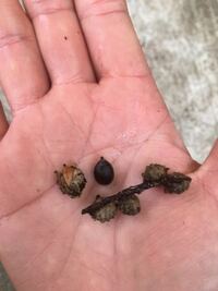 この木の実の種類 名前を教えてください ツブラジイの実です Yahoo 知恵袋