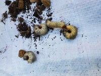 庭の植木鉢の中にカブトムシの幼虫に似た虫がいっぱいいます 一鉢に３０匹位です Yahoo 知恵袋