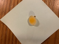 3歳の文鳥が殻が形成されてない卵を産んでいまいました ボレー粉や Yahoo 知恵袋