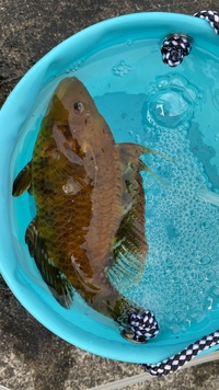 熱海付近で釣れたのですが 何の魚かわかりますか オハグロベ Yahoo 知恵袋