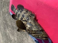 この魚の名前を教えて下さい 40センチ程の魚が釣れました オオモ Yahoo 知恵袋