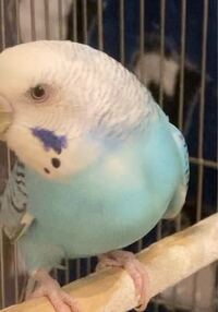 セキセイインコの目の周りが赤いです 分かりづらい写真ですが直接見ると左右で Yahoo 知恵袋