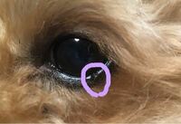 犬の眼の縁にできもの赤くも白くもない画像のような出来物があるのに Yahoo 知恵袋