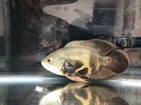 90センチ水槽でワイルドオスカーセンチ ポリプテルスセネガル Yahoo 知恵袋