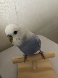 セキセイインコのくちばしの異常 - くちばしが一部変色しています... - Yahoo!知恵袋