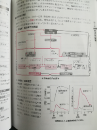 生物のフィードバックについて 血糖濃度についてフィードバック Yahoo 知恵袋