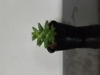 お世話になります この画像のサボテンの名前を教えて頂けますか 宜しくお願い Yahoo 知恵袋