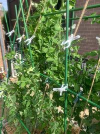 スナップエンドウ つるなし の花が咲いてしまいそうです 春に美味しく実を収穫 Yahoo 知恵袋