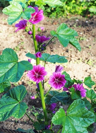 この花はなんという名前でしょうか 都内の公園で咲いていました Yahoo 知恵袋