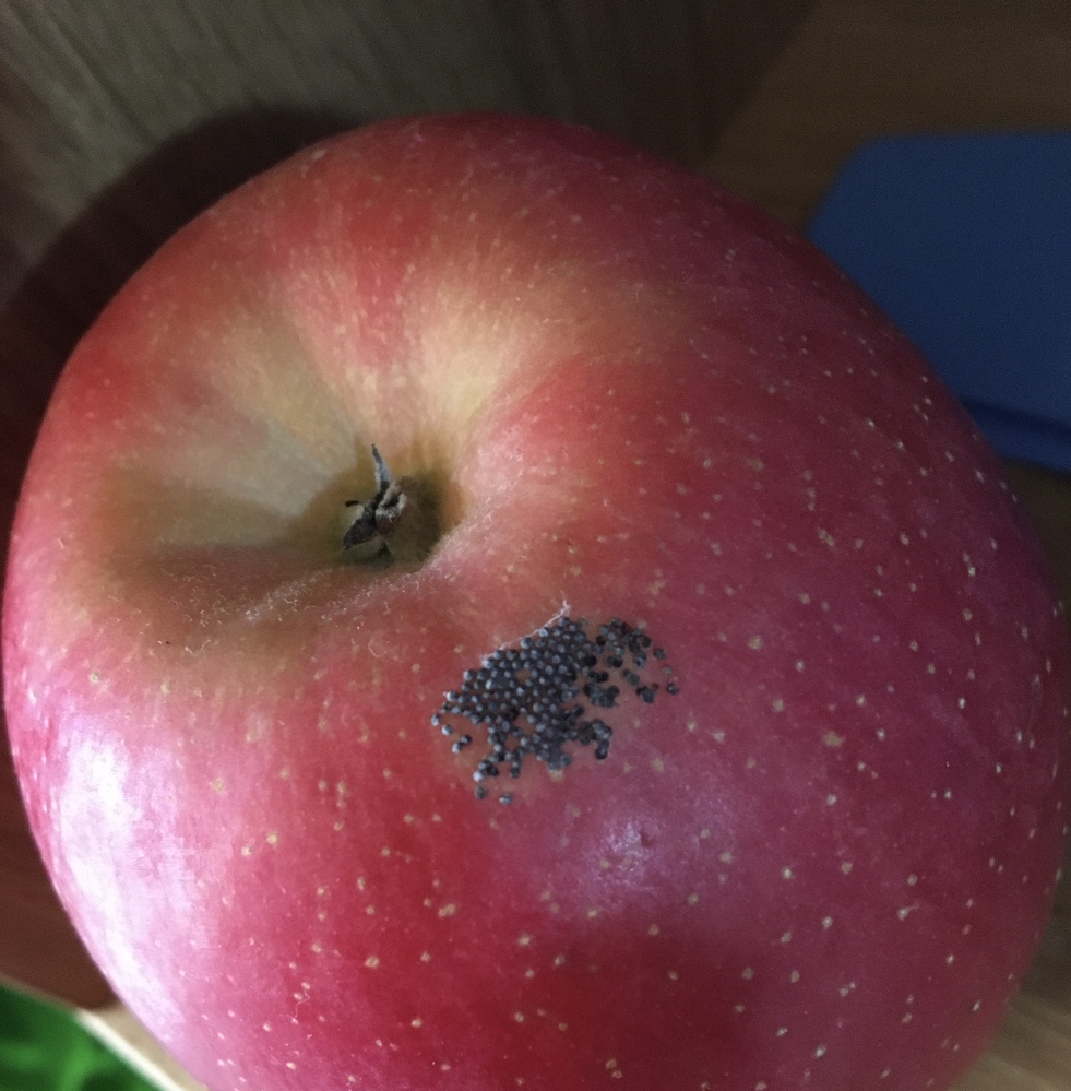 りんごを買ってきたら、虫の卵、糞？みたいなものがついてたのですが