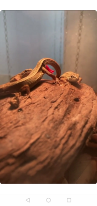 カナヘビなんですが 今日動画を撮っていると急におしりから赤い Yahoo 知恵袋