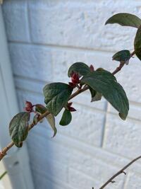 ホームセンター たとえばカインズホームとか で売っているブ Yahoo 知恵袋