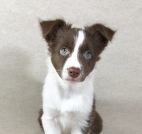犬についての質問ですボーダーコリーのチョコレート ホワイトの子な Yahoo 知恵袋