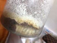 剣盾の国際孵化でドヒドイデの色違いを狙って厳選をして色違いが出たのですが特 Yahoo 知恵袋