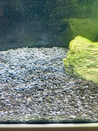 水槽のソイルに水カビのようはものが発生しました ソイル全交換しない Yahoo 知恵袋