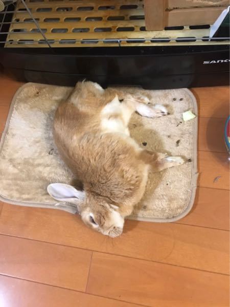 げっ歯類 ウサギ 解決済みの質問 Yahoo 知恵袋