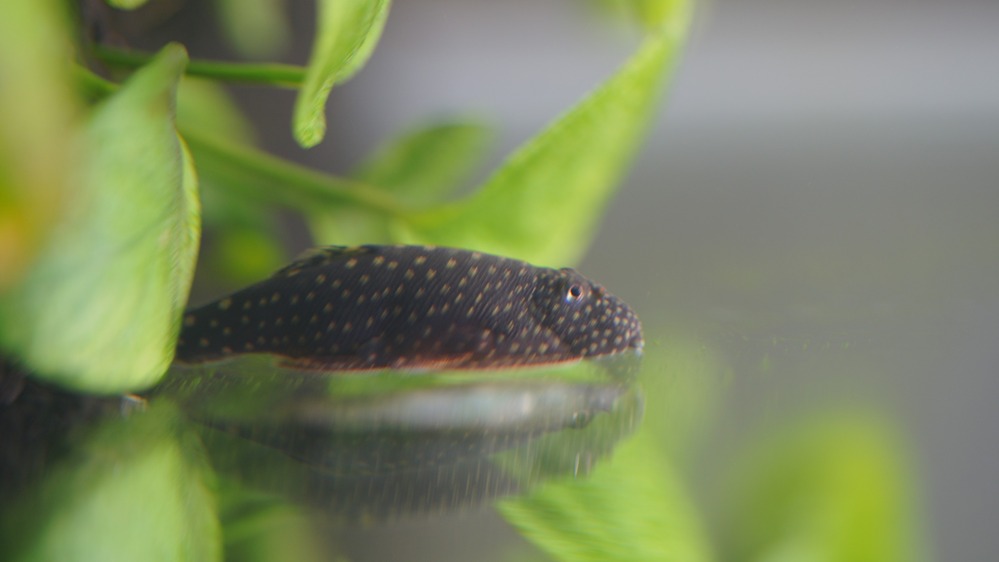 この熱帯魚の名前を教えて下さい ホンコンプレコかその類ですかねぇ Yahoo 知恵袋