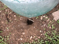 庭に置いているコンポストの周りから 穴を掘って 中身の生ゴミを持ち出してる Yahoo 知恵袋
