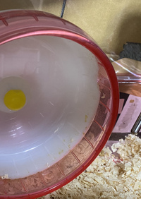 ハムスターが滑車で走っいると キュッキュッ と鳴くのです何でし Yahoo 知恵袋