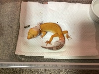 現在飼育しているヒョウモントカゲモドキがあまり餌を食べず 脱皮不 Yahoo 知恵袋