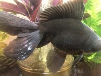 金魚の尾びれに白いわたのようなものがついているのですが 白カビか白雲病でし Yahoo 知恵袋