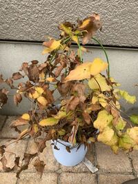 クレマチスのドクターラッペルです これは枯れていますか 12月なら Yahoo 知恵袋