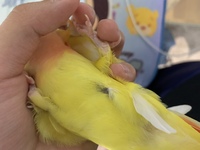 11月上旬にコザクラインコ2羽飼い始めました ２羽ともゲージを別 Yahoo 知恵袋