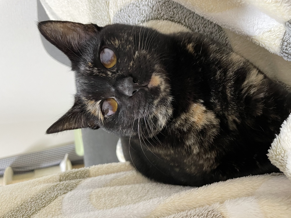 子猫の咳と、くしゃみ、毛玉吐きの違い生後90日の長毛種の子猫で 