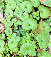 デカかったですが カキドオシでしょうか カキドオシです Yahoo 知恵袋