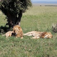 野生のライオンって毎日毎日獲物にありつけるんですか それとも何日も何も食べ Yahoo 知恵袋