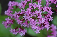 素朴な質問です 車のナンバーなのですが ナンバーで666や66 Yahoo 知恵袋