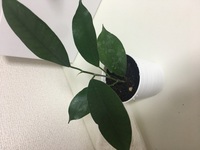 この観葉植物の名前がわかる方いらっしゃいますか 100均で購入した時は観葉 Yahoo 知恵袋