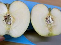 このりんごは心カビ病ですか りんご農家です はい明らかに心かびです Yahoo 知恵袋