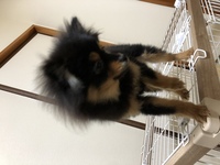 ポメラニアンって毛が抜けるんですか また 毛が抜けない犬って代表的に何 Yahoo 知恵袋