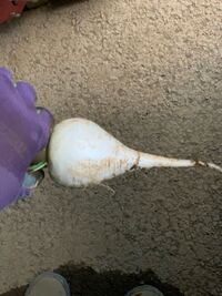 セロリに花が咲きました 食べごろを待っているうちに 背がどんど Yahoo 知恵袋