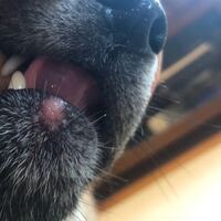 家で飼ってる犬が擦り傷をしました 毛が抜けて皮膚がキズしてます Yahoo 知恵袋