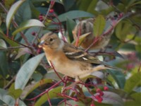 つぐみ鳥食用 岐阜県に住んでいるものです 今日 山のほうのちょっと Yahoo 知恵袋