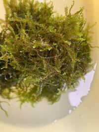 ウィローモスの簡単な入手法を教えてください 出来れば野生の 結構どこにで Yahoo 知恵袋