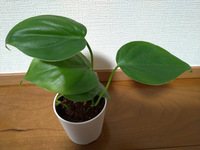 ダイソーで100円で観葉植物を購入しましたが 品種名が分かりませ Yahoo 知恵袋