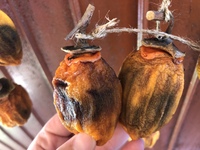 干し柿を作る季節はいつごろが最適ですか 気温など合わせて教え Yahoo 知恵袋