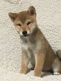 価格が極端に安い犬ってやっぱり問題あるんでしょうか 私の知って Yahoo 知恵袋