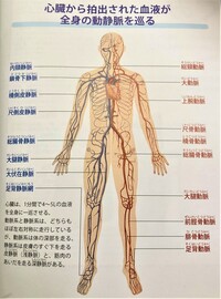 私は今血管について勉強中です 初歩的な疑問で大変お恥ずかしいので Yahoo 知恵袋