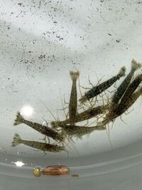 今日 淡水の川からとってきたエビが藤枝のか南ヌマエビなのか それとも大和ヌ Yahoo 知恵袋