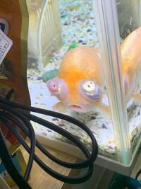 飼ってる頂点眼について質問です写真のように目がくもっていますどうしたらいい Yahoo 知恵袋