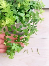 植物に詳しい方教えてください 観葉植物の先から 変な黄緑の細 Yahoo 知恵袋