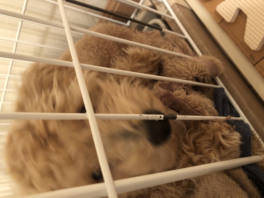 生後4ヶ月の子犬がケージの柵をかんで白の部分を食べるのですが 怒 Yahoo 知恵袋